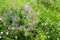 Wild meadow flowers.Lush flowering meadow flowers warm July evening