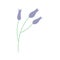 Wild meadow flowers. Twig with three buds. Vector hand drawn