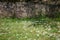 Wild meadow in front of a rustic wall