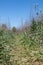 Wild meadow with high grass with focus on the background