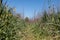 Wild meadow with high grass with focus on the background