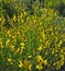 Wild meadow plants blooming with yellow flowers