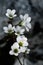 Wild meadow saxifrage flowers - Saxifrana granulata