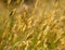 Wild meadow wheat grass