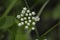 Wild meadowsweet buds