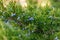 Wild medical juniper in the forest .