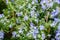 Wild medical rosemary in spring.