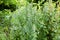 The wild medicinal herb motherwort Ukraine is in bloom in the yard