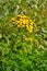 Wild medicinal plant tansy (lat. Tanacetum vulgare
