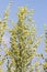 Wild medicinal plant Wormwood lat. Artemisia absinthium