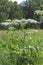 Wild medicinal plants Heracleum sibirikum