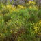 Wild Mediterranean plant. Bright yellow flowers of Spartium junceum on mountainside