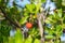 Wild medronho - arbutus- fruit in a tree