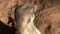 A wild meerkat looking