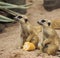 Wild meerkats