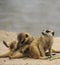 Wild meerkats