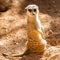 Wild meerkats