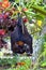 Wild megabat or fruit bat