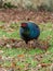 Wild melanistic mutant pheasant, Phasianus colchicus. Peebles, Scotland