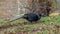 Wild melanistic mutant pheasant, Phasianus colchicus. Peebles, Scotland