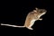 Wild mice enter people\\\'s homes