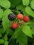 Wild Michigan black raspberries