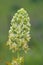 Wild Mignonette