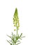 Wild mignonette (Reseda lutea)