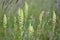 Wild mignonette (Reseda lutea) flowering in an English meadow