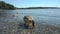 Wild migratory geese require food from tourists on the beach