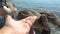 Wild migratory geese require food from tourists on the beach