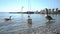 Wild migratory geese require food from tourists on the beach