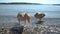 Wild migratory geese require food from tourists on the beach