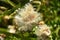 Wild Milk Thistle Plants in Seed