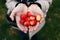 Wild mini apples in the hands of a girl