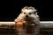 Wild Mini Hedgehog Swim in Fresh Water Lake River Looks Wet
