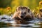 Wild Mini Hedgehog Swimming in the Lake River with Nature View on Bright Day