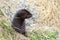Wild mink looking out from burrow. Mustela lutreola - wild predatory furry animal hunting in nature.