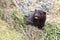 Wild mink Mustela lutreola looking from burrow - wild predatory furry animal hunting in nature.