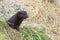 Wild mink Mustela lutreola looking from burrow - wild predatory furry animal hunting in nature.