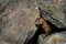 Wild Mink Pokes His Head out of Rocks