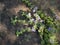 Wild mint on vintage stone background Mentha pulegium, commonly pennyroyal, also called mosquito plant and pudding grass