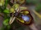 Wild Mirror-bee Orchid with blurred background