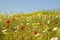 Wild Mixed flowers field