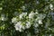 Wild mock-orange white spring flower