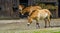 Wild mongolian horse walking past the stable, Endangered animal specie from the steppes of Asia