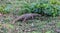 Wild monitor lizard