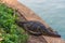 Wild monitor lizard in Lumphini Park, Bangkok, Thailand