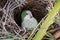 Wild Monk Parakeet