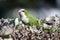 Wild Monk Parakeet